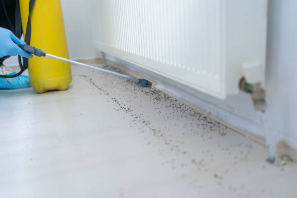 Best Affordable Pest Control Services  in Maple Grove, MN
